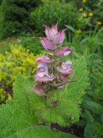 /album/fotogalerie-nabidka/salvia-sclarea-piemont-jpg/